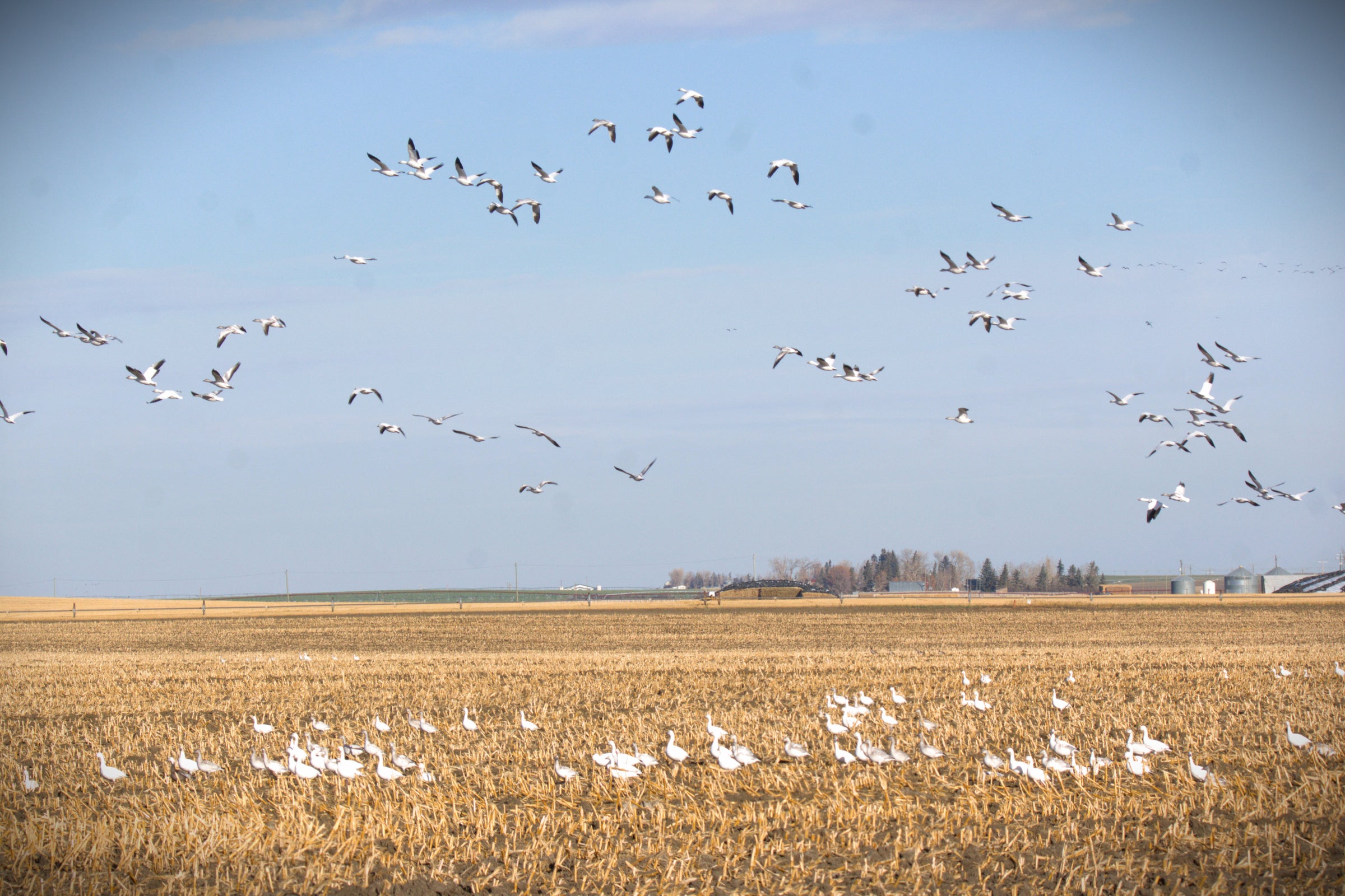 Home | Picture Butte Fish and Game Association